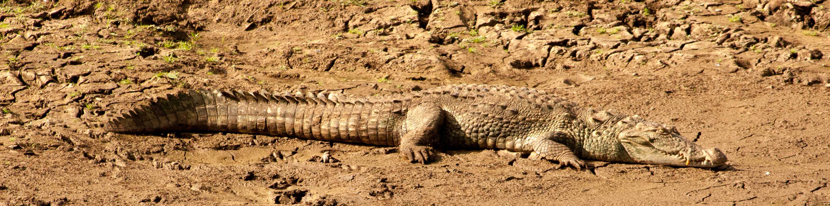 Crocodile